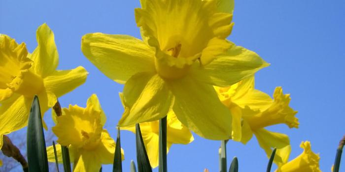 Daffodil Fundraiser at Mediskin