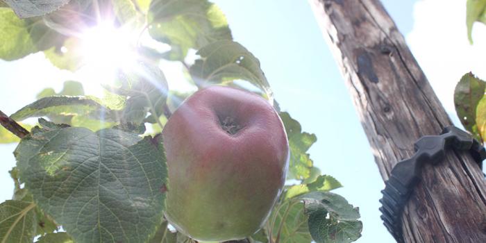 Tastes of the Orchards – Early Season Varieties