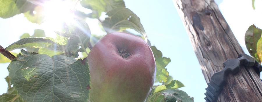 Tastes of the Orchards – Early Season Varieties