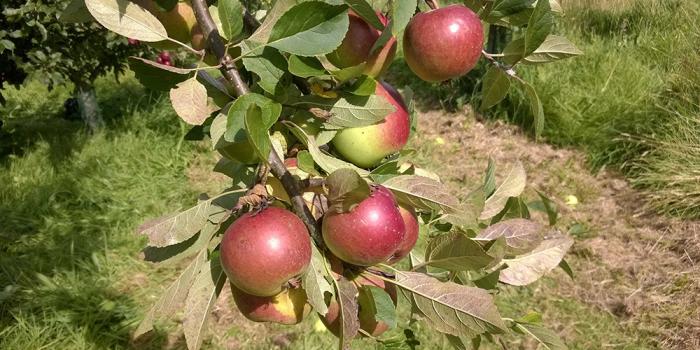 Tastes of The Orchards – Late Season Varieties
