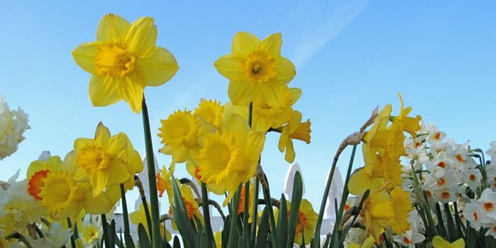 Irish Cancer Society - Daffodil Day 2014