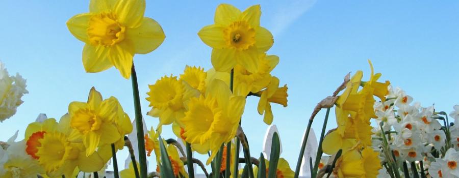 Irish Cancer Society - Daffodil Day 2014