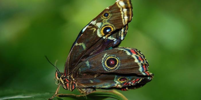 Butterfly Identification Training