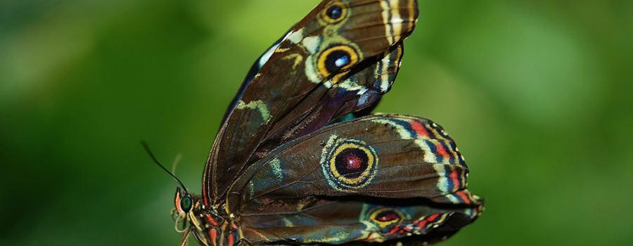 Butterfly Identification Training