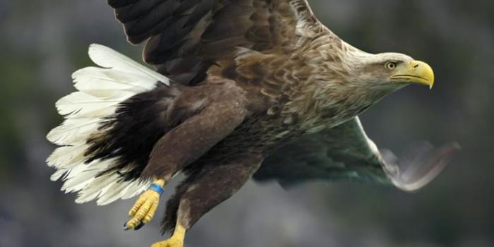 Golden Eagle Trust’s White-Tailed Eagle Reintroduction Project