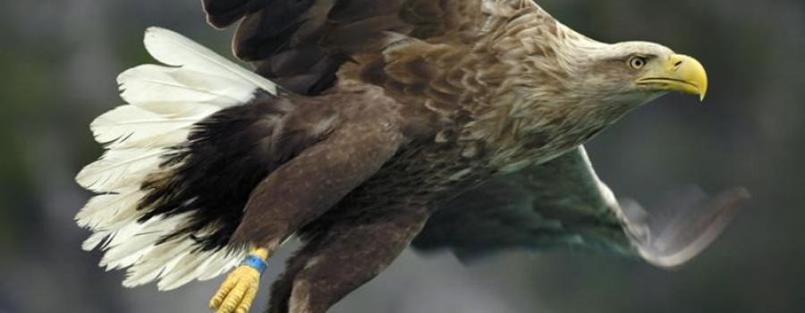 Golden Eagle Trust’s White-Tailed Eagle Reintroduction Project