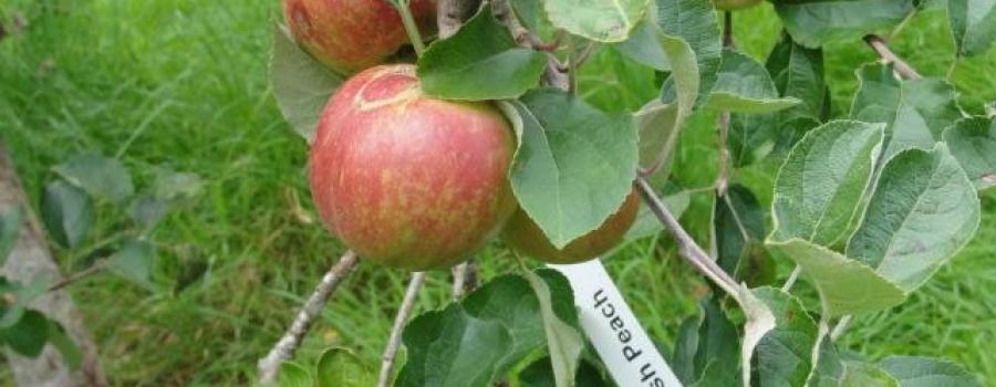 Apple Week at Irish Seed Savers