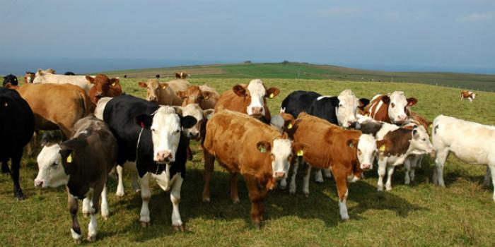 Outcome of Beef Crisis Talks is Positive for Tipperary Farmers